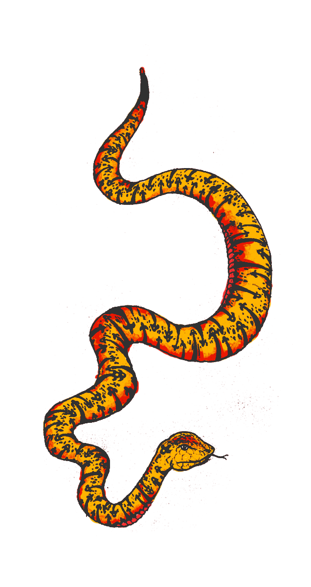 snake coloured orange