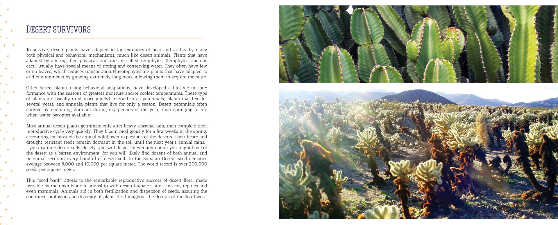 Cactus & Succulent - Chapter highlight page