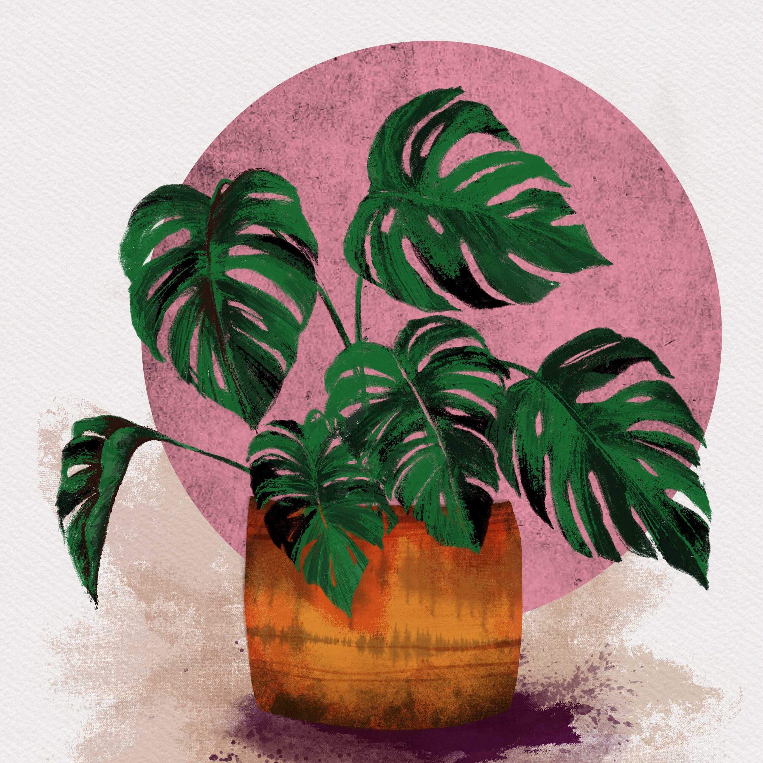 Foliage lovers – Plant Illustration series